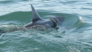 Shark sightings spike near America’s beaches as July 4 crowds head to shore for weekend Shark sightings spike near America’s beaches as July 4 crowds head to shore for weekend