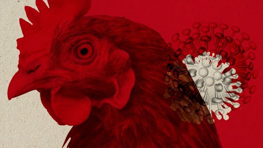 Chooks and cats are threatened by an impending outbreak of the devastating H5N1 bird flu.