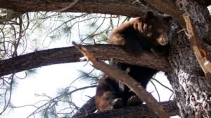 Black bear raiding a garbage can at Lake Tahoe garage triggers dramatic wildlife encounter Black bear raiding a garbage can at Lake Tahoe garage triggers dramatic wildlife encounter