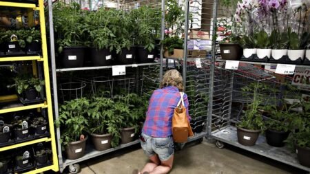Costco issues warning notice for plant due to invasive insect infestation concern