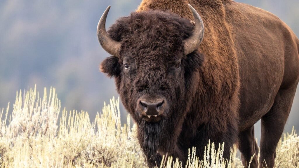 Yellowstone bison attack witness believes man saved his grandson by taking brunt of attack Yellowstone bison attack witness believes man saved his grandson by taking brunt of attack