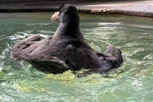 Results in for sick bird found on Noosa beach