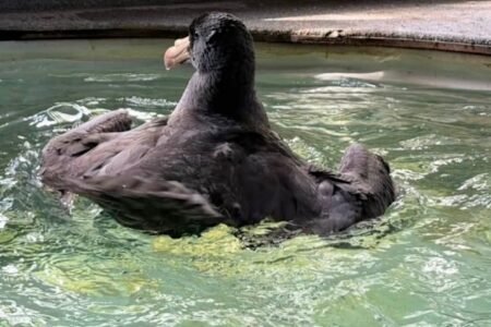 Results in for sick bird found on Noosa beach Results in for sick bird found on Noosa beach