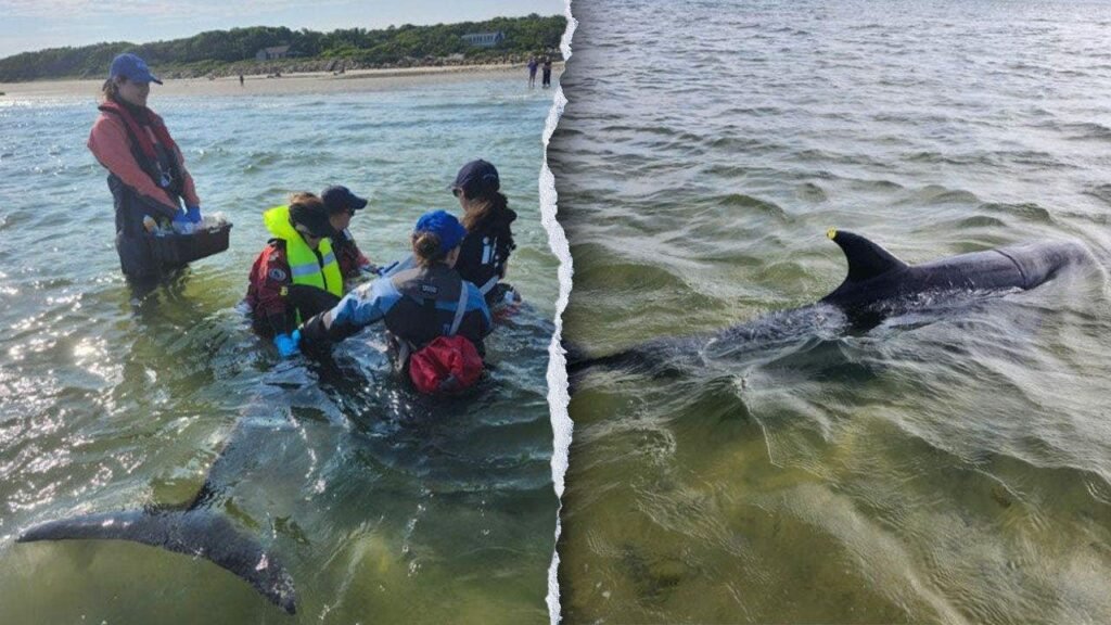 Rescuers work to save nearly 50 bottlenose dolphins in historic Cape Cod stranding Rescuers work to save nearly 50 bottlenose dolphins in historic Cape Cod stranding