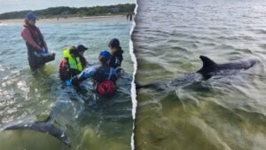Rescuers work to save nearly 50 bottlenose dolphins in historic Cape Cod stranding Rescuers work to save nearly 50 bottlenose dolphins in historic Cape Cod stranding