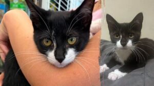 Bank robbery suspect allegedly steals kitten, asks employee to hold it before demanding cash Bank robbery suspect allegedly steals kitten, asks employee to hold it before demanding cash