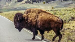 Yellowstone officials decide fate of bison that launched grandfather 8 feet in air Yellowstone officials decide fate of bison that launched grandfather 8 feet in air