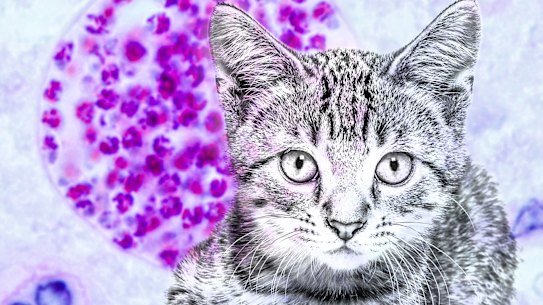 Toxoplasmosis: Researchers call for more attention on parasite that inflects 1 in 3 people and is spread by cats.