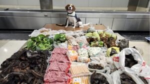 Border K9 sniffs out 99 pounds of prohibited meat, plants and monitor lizard in suitcase from Thailand