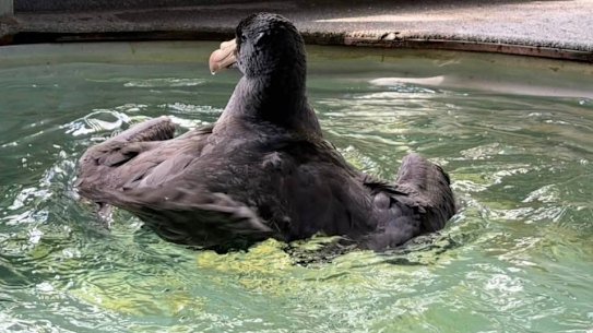 A northern giant petrel rescued at Coolum on the Sunshine Coast in June and brought to Twinnies Pelican and Seabird Rescue for care. It tested negative for bird flu in early July. 