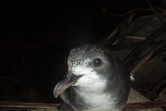 Mayors and poultry stakeholders were made aware of the positive result of bird flu in the petrel on Friday.