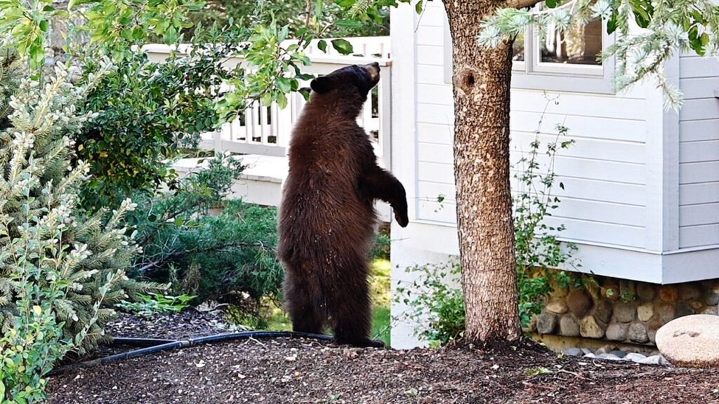 Black bears invade Lake Tahoe homes as break-ins surge and locals fortify defenses Black bears invade Lake Tahoe homes as break-ins surge and locals fortify defenses