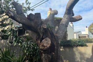 The grief of losing not a pet but a tree that was part of the family The grief of losing not a pet but a tree that was part of the family