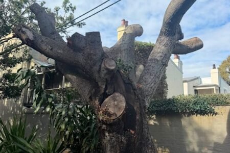 The grief of losing not a pet but a tree that was part of the family