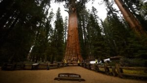 Nevada man dies at famed Sequoia National Park trail after sudden emergency Nevada man dies at famed Sequoia National Park trail after sudden emergency