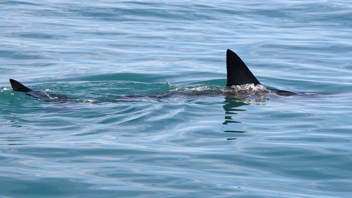 Great white shark swims in the water near Gansbaai, South Africa.