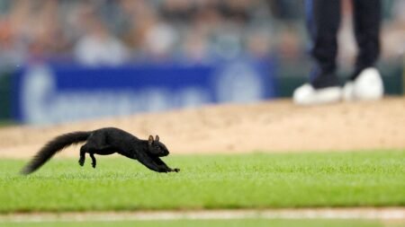 A squirrel invades MLB game, jumps into outfielders glove and causes chaos in hilarious scene