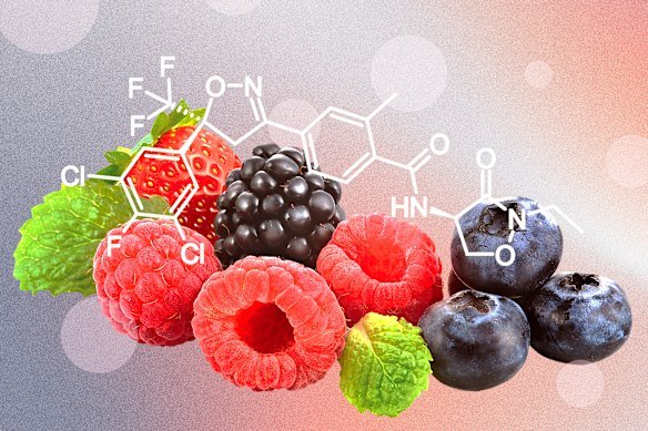 Berry products containing the so-called “forever chemical” must warn that it is suspected of damaging the unborn child.