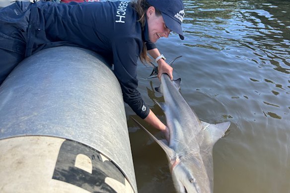 The sharks tend to stay in the rivers until they are about two metres long.