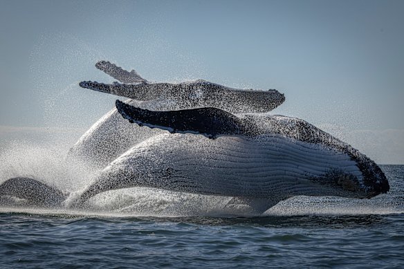 Whales dancing of the coast of Lennox Head in July. The “Humpback Highway” is normally flush with whales migrating along the Australian east coast.