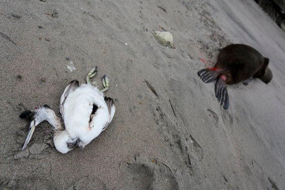 A dead sea bird lays beside a dead sea lion on an Argentinian beach hit by bird flu.