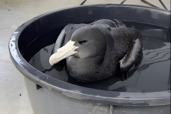 This infected giant petrel found near Esperance in WA marked the beginning of a spate of sick seabirds washing up on Australian beaches.