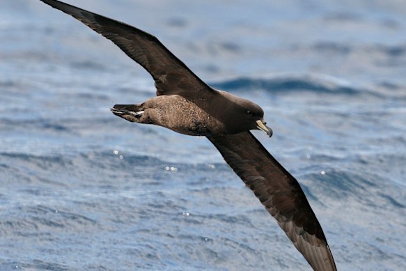 A westland petrel, which is not a subantarctic seabird. They breed on the west coast of the south island of New Zealand and are very rare in NSW but have been seen in high numbers in recent days.