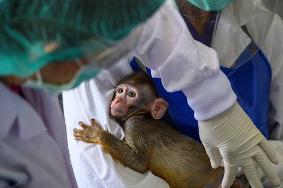 A laboratory baby monkey being examined by employees in the breeding centre for cynomolgus macaques (longtail macaques) at the National Primate Research Centre of Thailand.