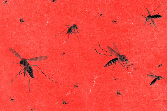 A low-powered AI device could help detect the world’s worst mosquito species.