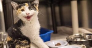 Montreal SPCA urges end to rental rules that bar pets as abandoned animal tally rises Montreal SPCA urges end to rental rules that bar pets as abandoned animal tally rises