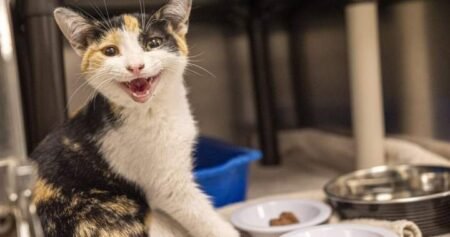 Montreal SPCA urges end to rental rules that bar pets as abandoned animal tally rises Montreal SPCA urges end to rental rules that bar pets as abandoned animal tally rises