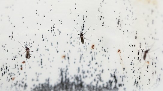 Mosquitoes lay eggs inside a lab in Colombia. Scientists are breeding the mosquitoes to carry a bacteria that interrupts the transmission of dengue.