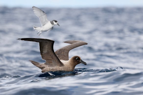 Light-mantled Albatross, which has a two metre wingspan, with a blue petrel in the background.