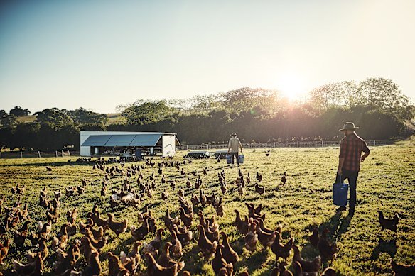 Other nations’ poultry industries have been devastated by outbreaks of the H5N1 bird flu.