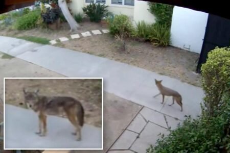 Terrifying footage shows pack of coyotes hunting pets at LA homes Terrifying footage shows pack of coyotes hunting pets at LA homes