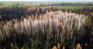 Sawmill closures ‘gut-wrenching’ amid lumber industry headwinds: Canfor CEO Sawmill closures ‘gut-wrenching’ amid lumber industry headwinds: Canfor CEO