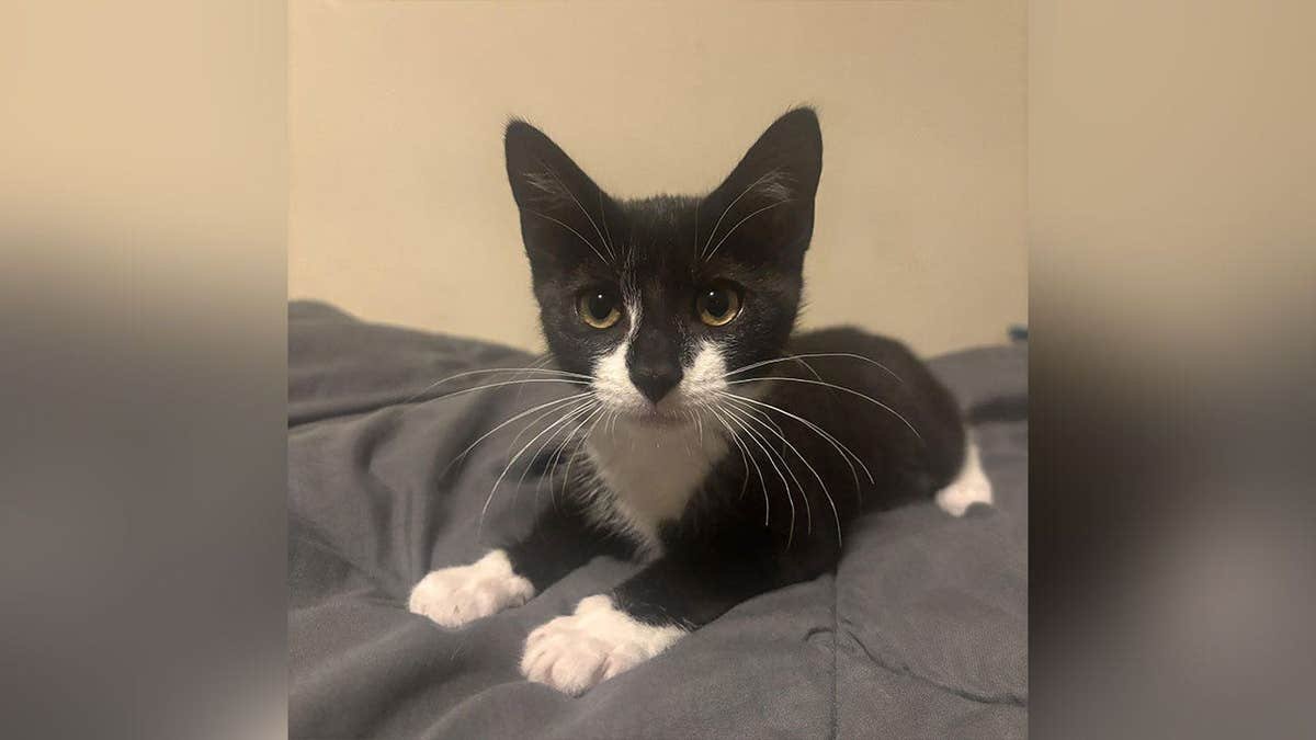 Magnolia adoptable tuxedo kitten Maryland