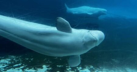 U.S. approves ’emergency rescue’ plan to import Marineland’s whales and dolphins U.S. approves ’emergency rescue’ plan to import Marineland’s whales and dolphins
