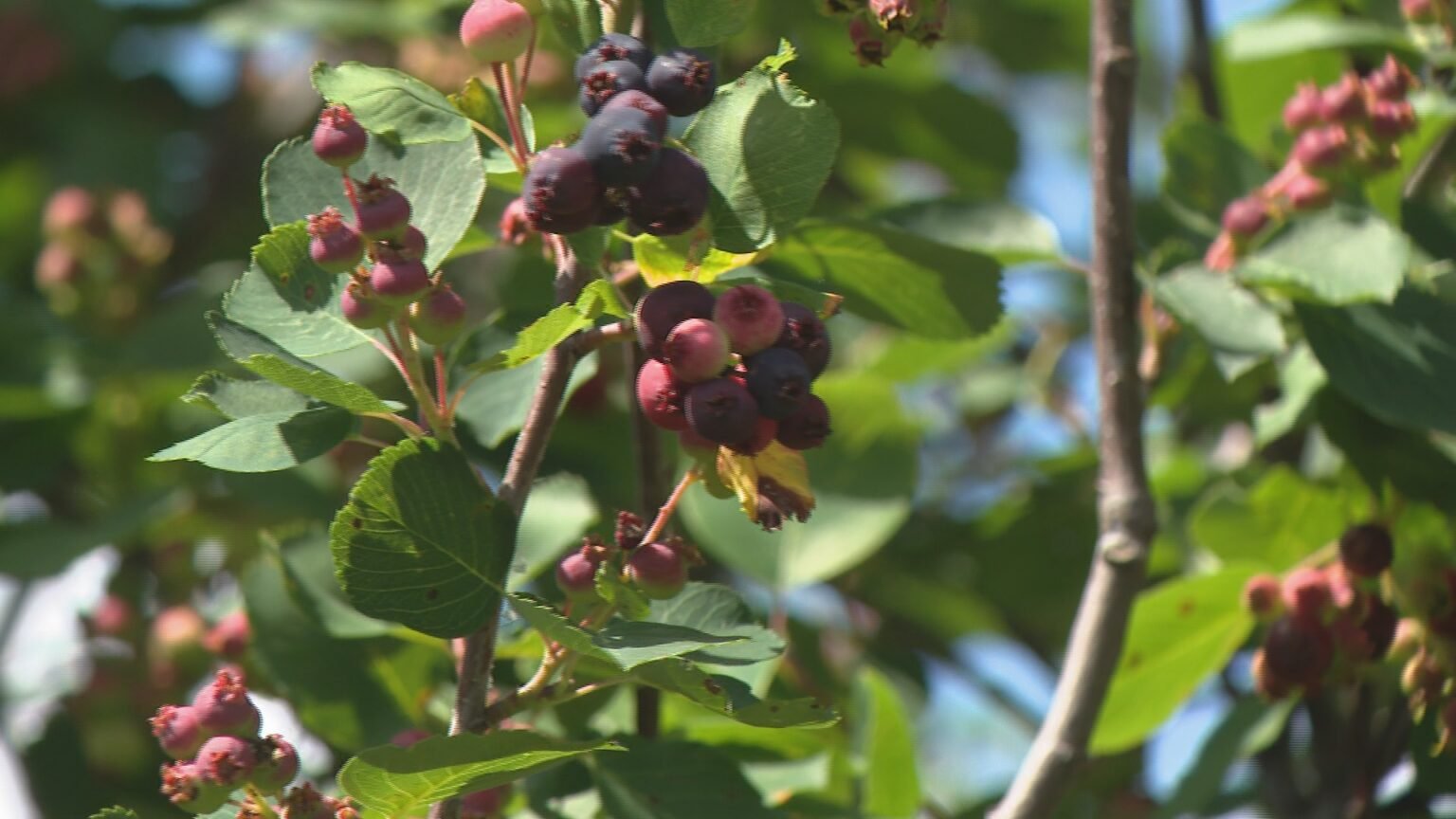 A wet June in Saskatchewan delays Saskatoon berry season, helping haskaps A wet June in Saskatchewan delays Saskatoon berry season, helping haskaps