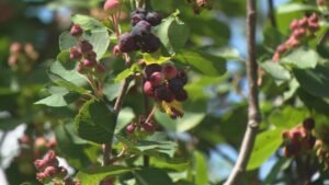 A wet June in Saskatchewan delays Saskatoon berry season, helping haskaps A wet June in Saskatchewan delays Saskatoon berry season, helping haskaps