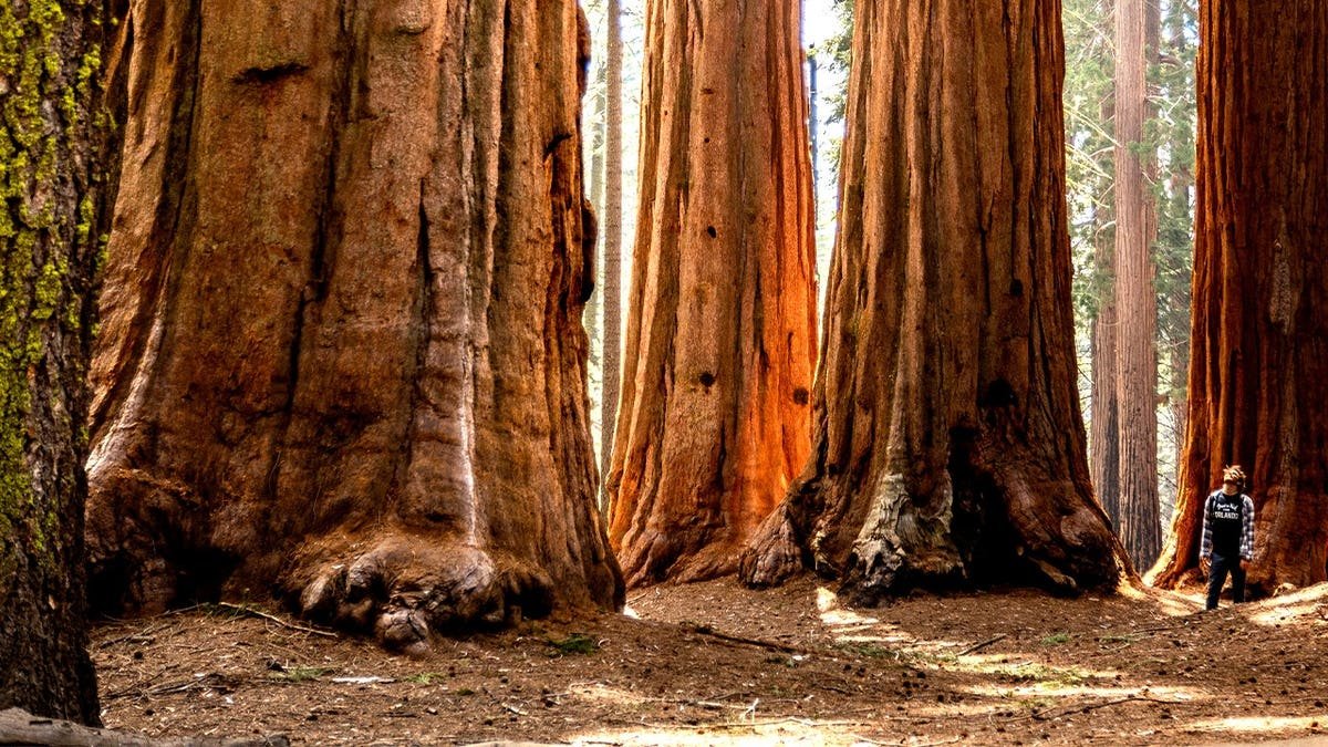 View of tourist with towering Sequoia National Park trees
