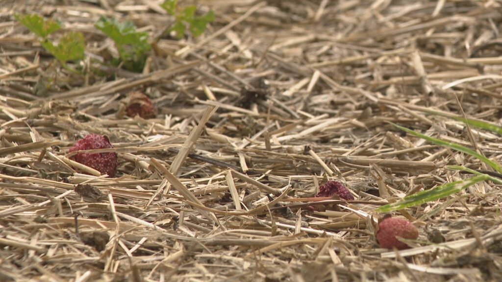 Saskatoon-area farm reeling after hailstorm wipes out strawberry crops Saskatoon-area farm reeling after hailstorm wipes out strawberry crops