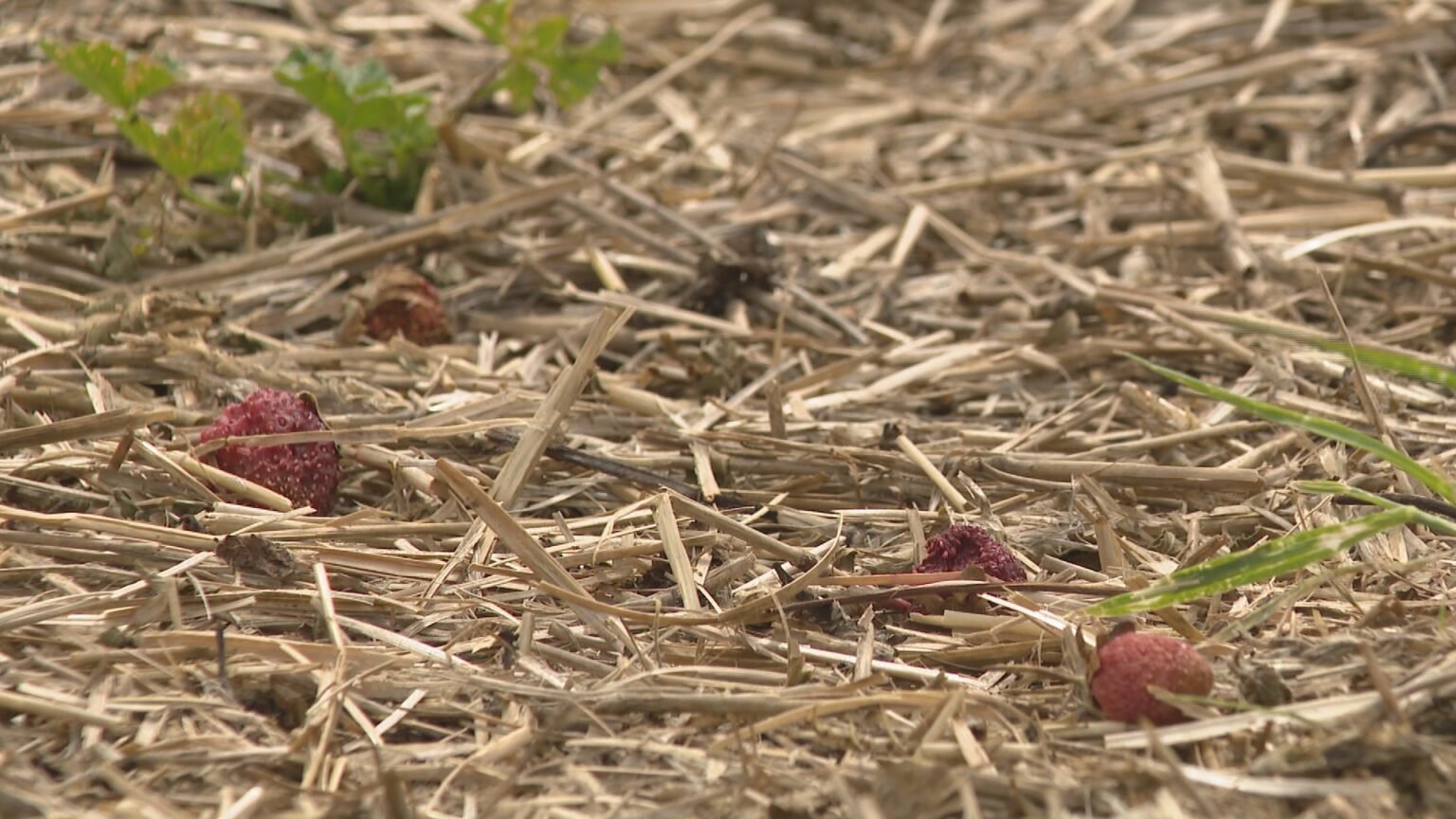 Saskatoon-area farm reeling after hailstorm wipes out strawberry crops Saskatoon-area farm reeling after hailstorm wipes out strawberry crops