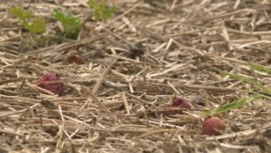 Saskatoon-area farm reeling after hailstorm wipes out strawberry crops Saskatoon-area farm reeling after hailstorm wipes out strawberry crops