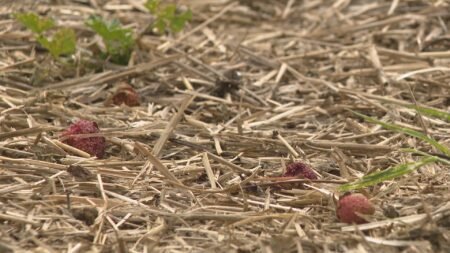 Saskatoon-area farm reeling after hailstorm wipes out strawberry crops Saskatoon-area farm reeling after hailstorm wipes out strawberry crops