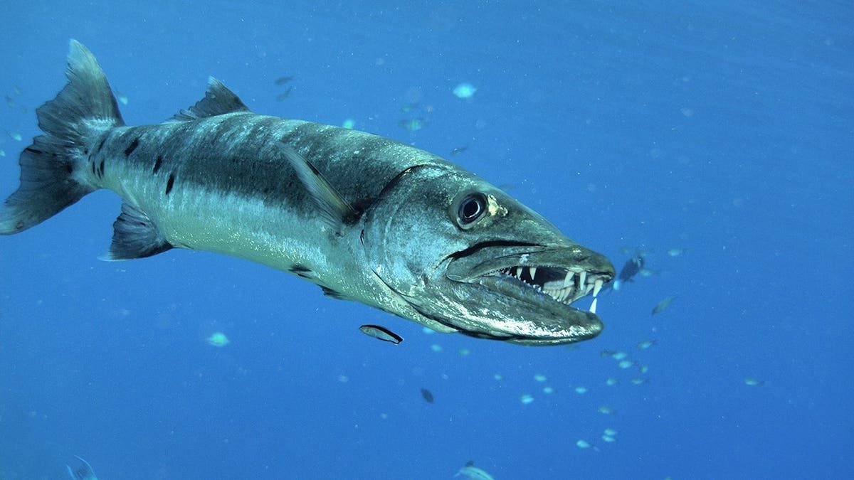 Giant barracuda showing teeth underwater