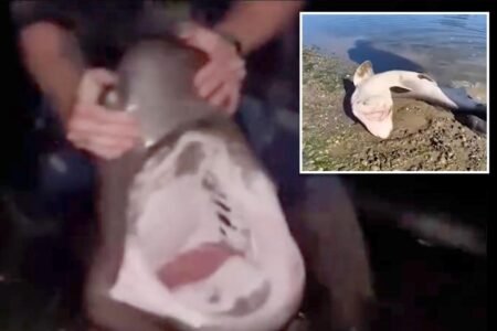 Fisherman accused of illegally catching sharks and ‘wrestling’ them in bizarre videos he shared online Fisherman accused of illegally catching sharks and ‘wrestling’ them in bizarre videos he shared online