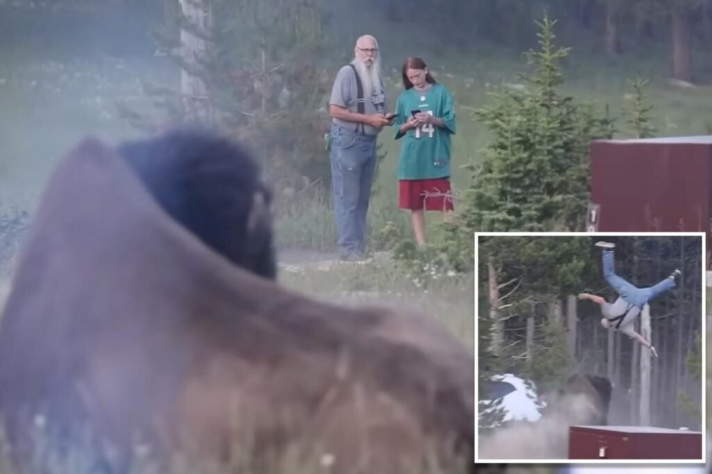 Yellowstone bison that tossed tourist 8-feet into air will not be euthanized