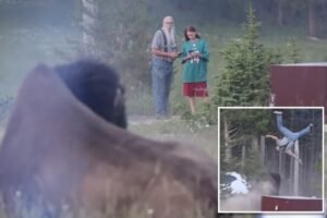 Yellowstone bison that tossed tourist 8-feet into air will not be euthanized