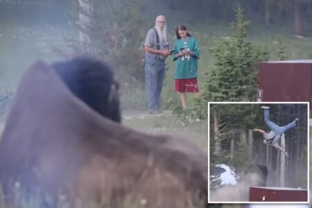 Yellowstone bison that tossed tourist 8-feet into air will not be euthanized Yellowstone bison that tossed tourist 8-feet into air will not be euthanized